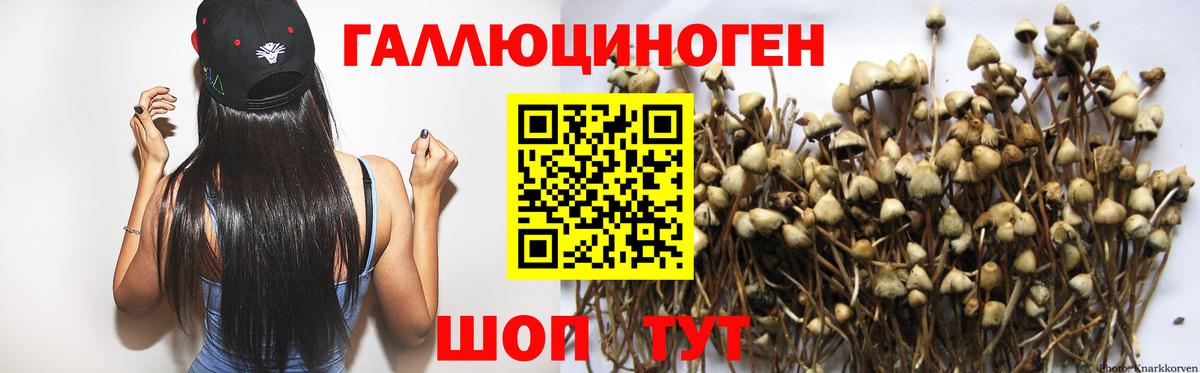 Галлюциногенные грибы Psilocybe  Вход с VPN  Алатырь 